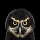 Illustration for article titled Take A Moment To Marvel At These Unusually Intimate Owl Portraits